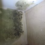 Mold Inspection Golden State Los Angeles (11)