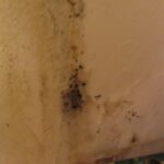 Mold Inspection Golden State Los Angeles (2)