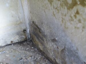 Mold Inspection Golden State Los Angeles (20)