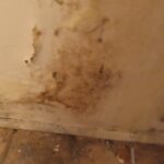 Mold Inspection Golden State Los Angeles (3)