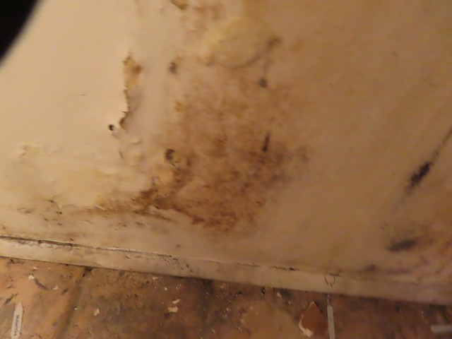 Mold Inspection Golden State Los Angeles (3)