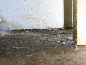 Mold Inspection Golden State Los Angeles (30)