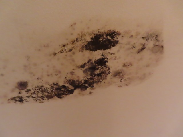 Mold Inspection Golden State Los Angeles (8)