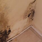 Mold Inspection Golden State Los Angeles (9)