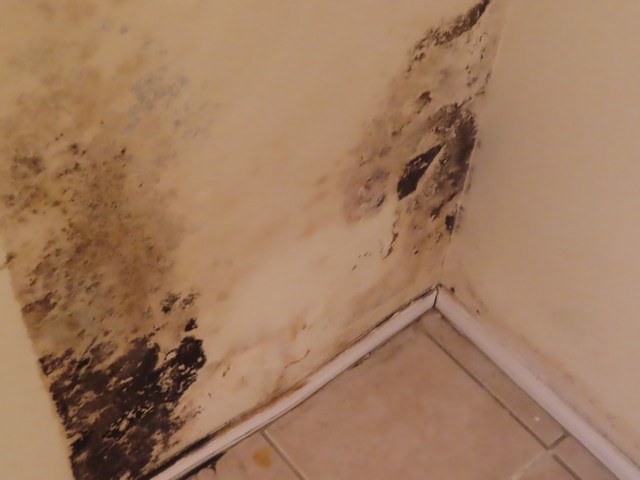 Mold Inspection Golden State Los Angeles (9)