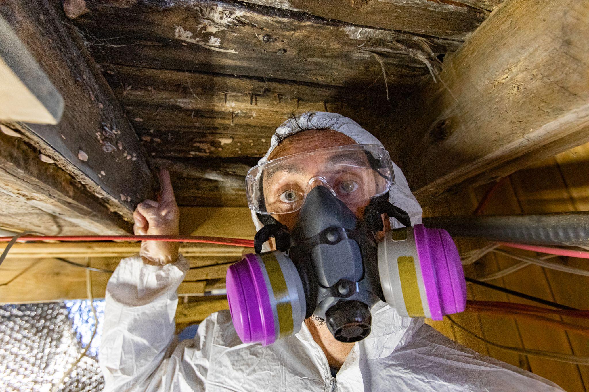 Can Mold Inside Walls Make You Sick? What Mold Inspections Reveal?