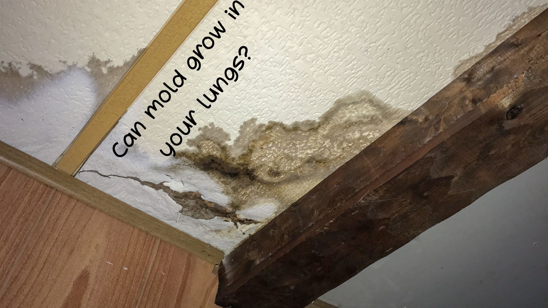 Can mold grow in your lungs