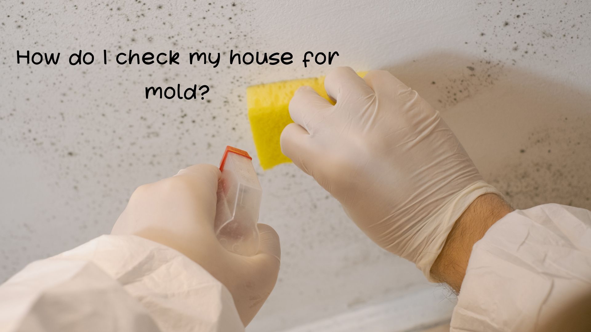 How do I check my house for mold
