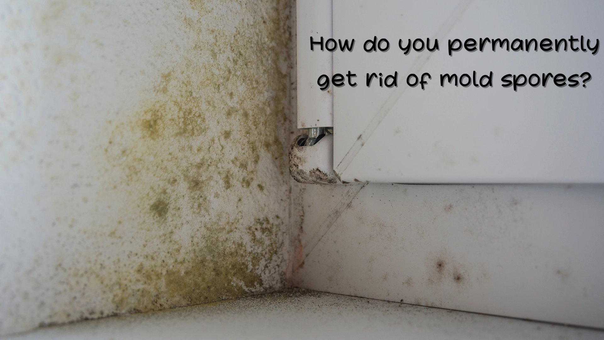 How do you permanently get rid of mold spores