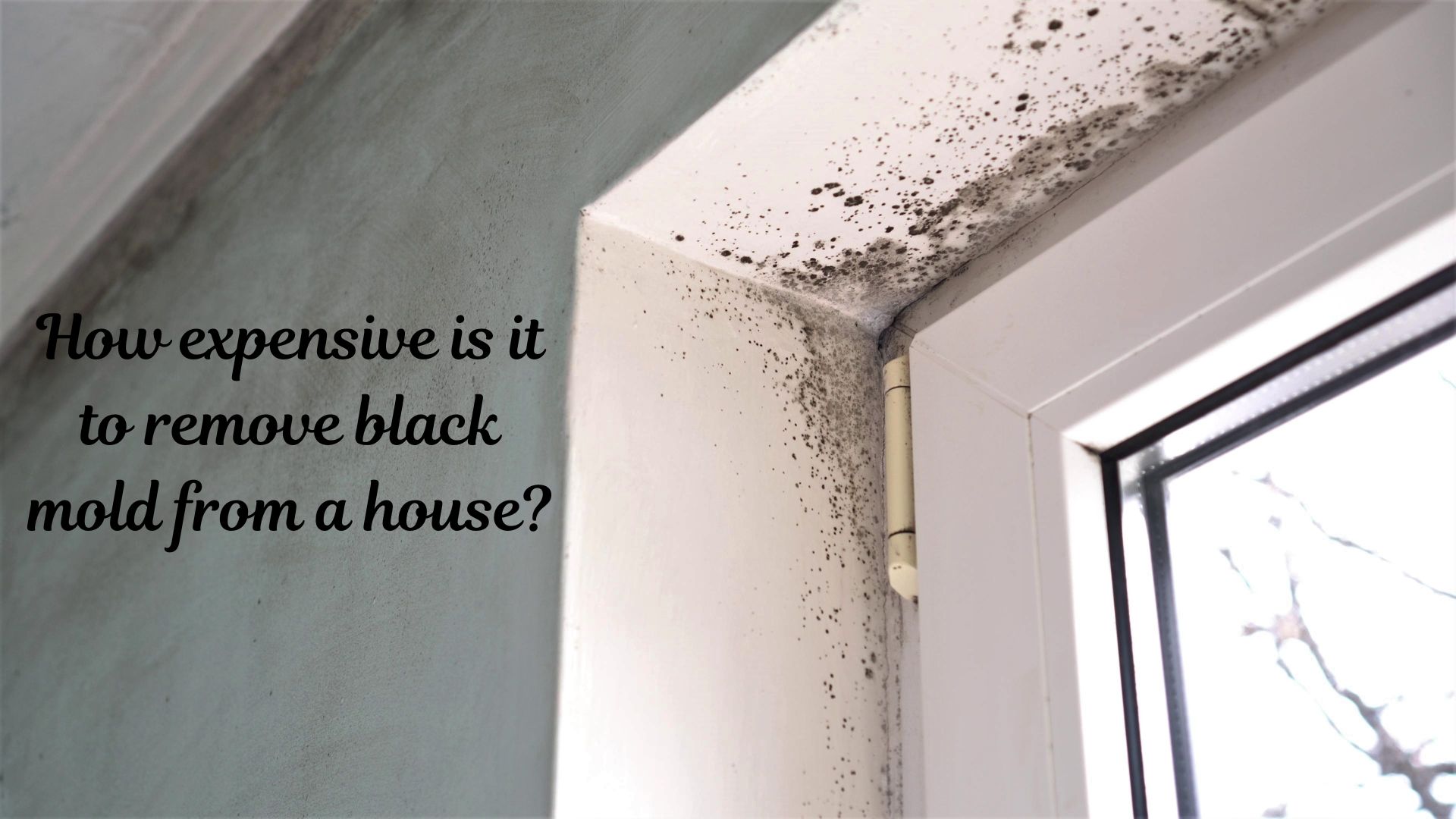 How expensive is it to remove black mold from a house
