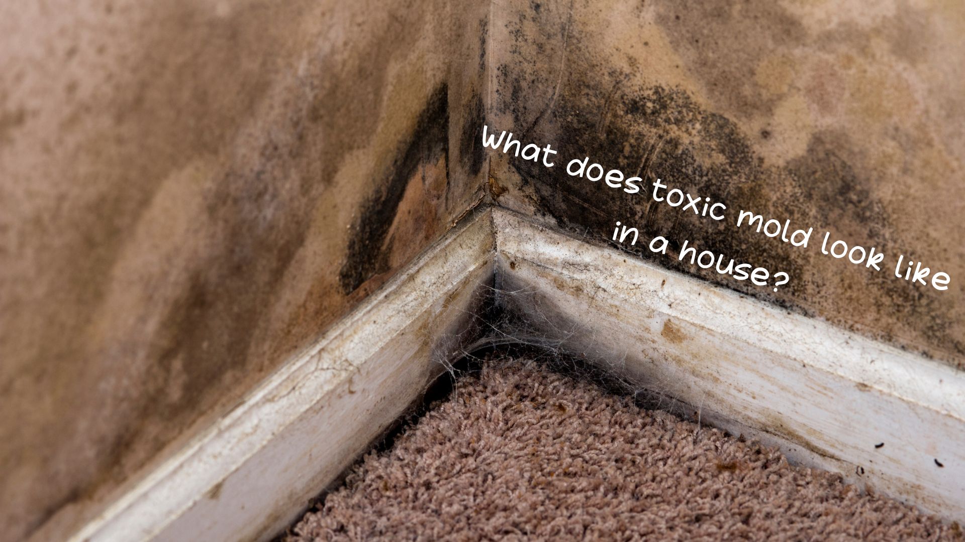 What does toxic mold look like in a house