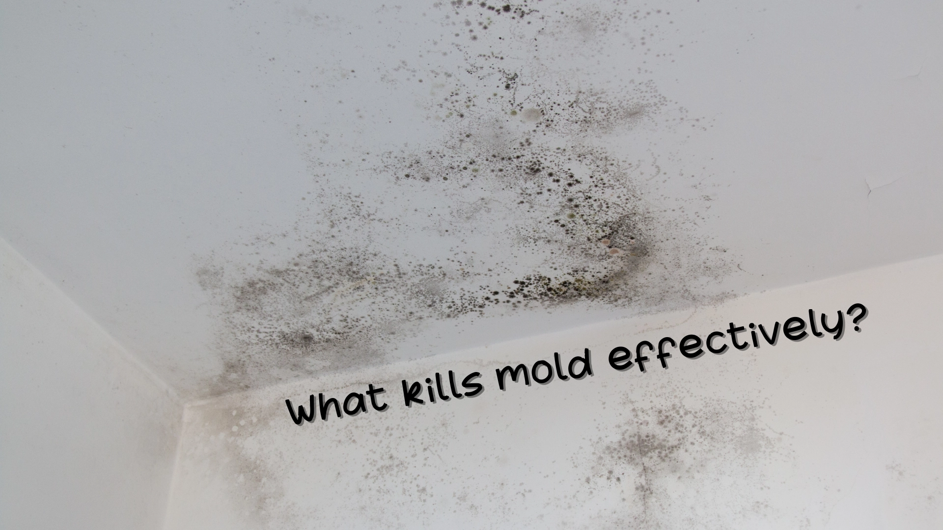 What kills mold effectively