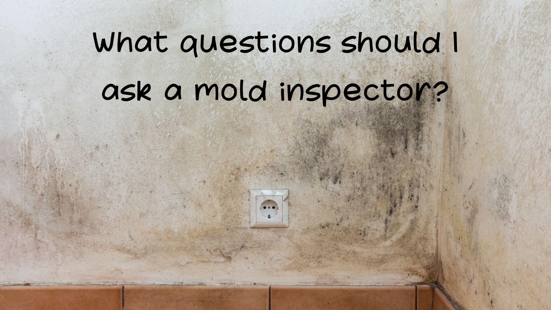 What questions should I ask a mold inspector