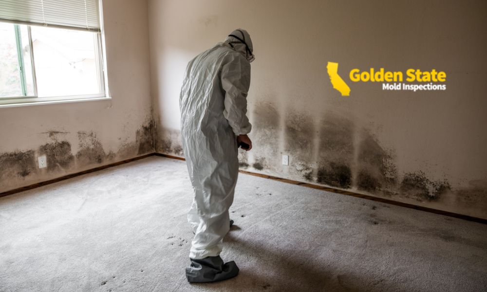 1 April_Core Page_Mold Inspections in LA That Protect Your Home and Health