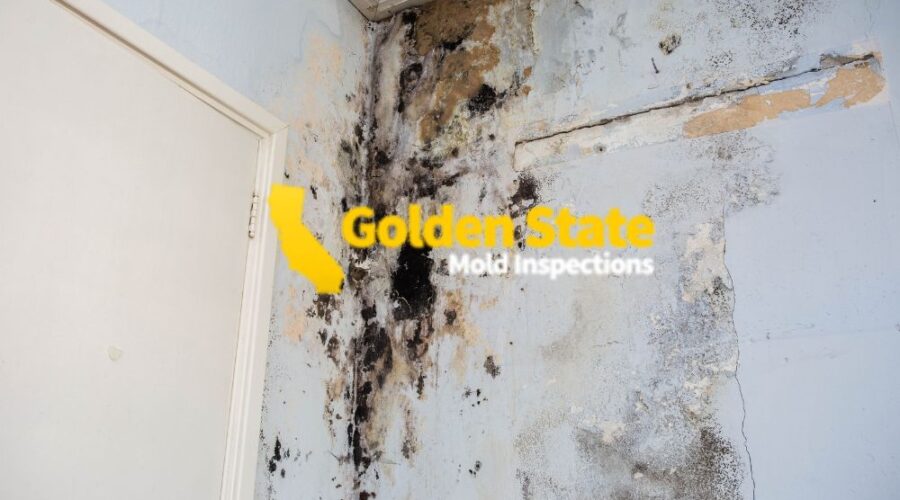 2 April_Core Page_Trusted Mold Inspections Near Me Serving Greater Los Angeles