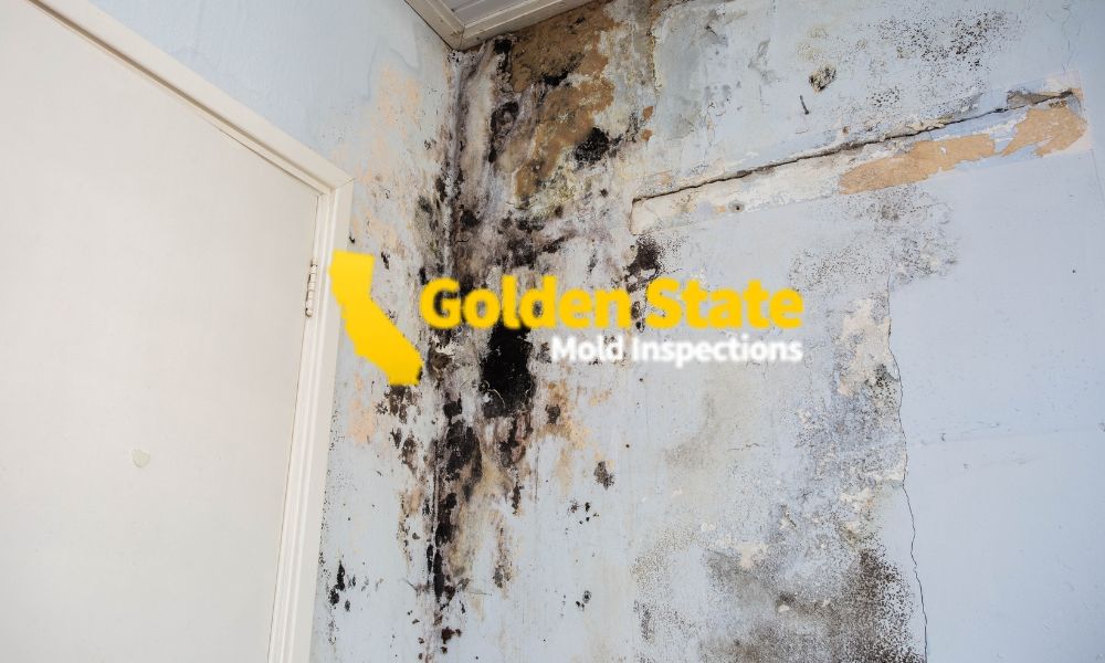 2 April_Core Page_Trusted Mold Inspections Near Me Serving Greater Los Angeles
