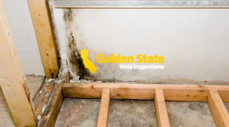 3 April_Geo Page_Mold Inspector in West Hollywood, CA