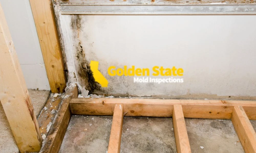 3 April_Geo Page_Mold Inspector in West Hollywood, CA