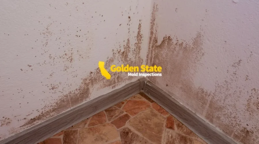 4 April_Geo Page_Mold Inspections in West Hollywood, CA