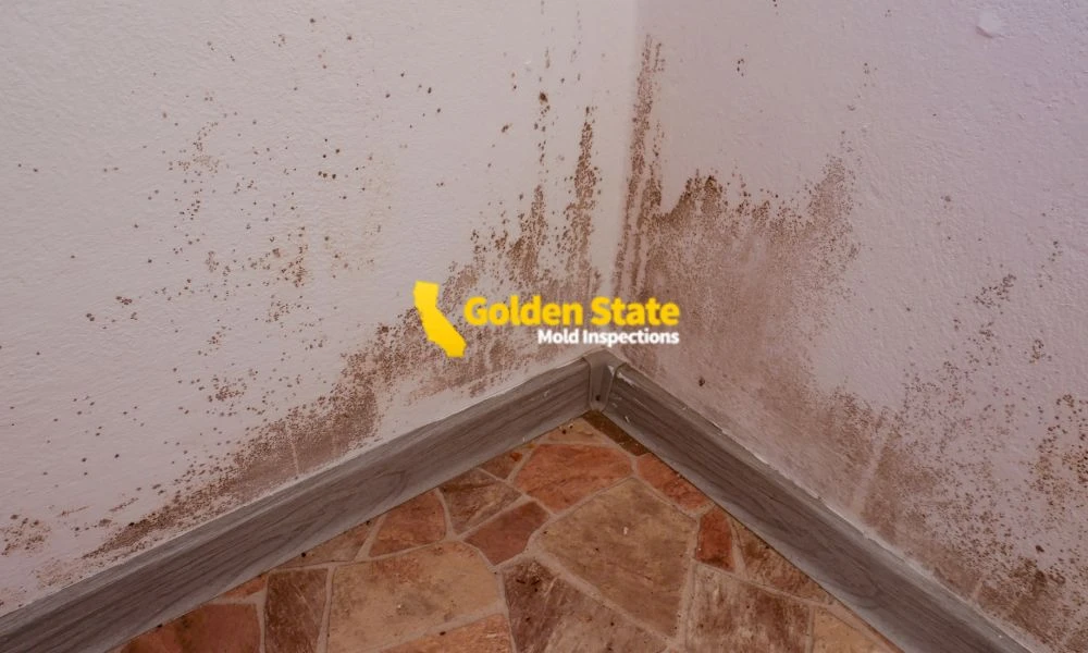 4 April_Geo Page_Mold Inspections in West Hollywood, CA