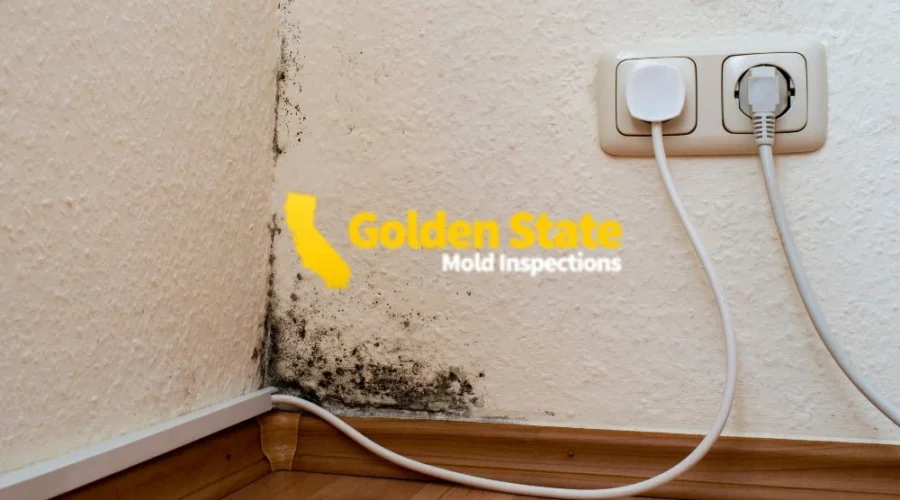 5 April_Geo Page_Mold Inspector in Beverly Hills, CA