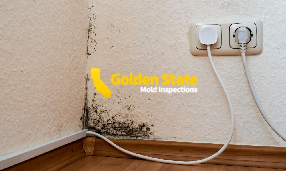 5 April_Geo Page_Mold Inspector in Beverly Hills, CA