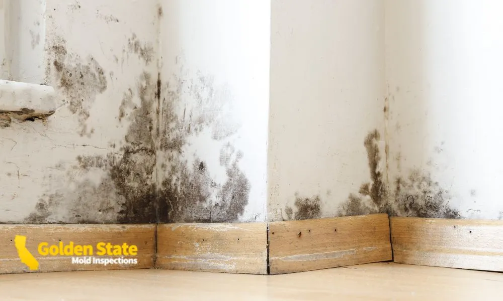 Mold Inspections El Segundo CA