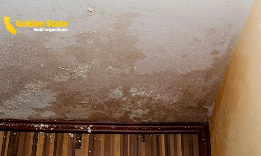Mold Inspections Culver City CA