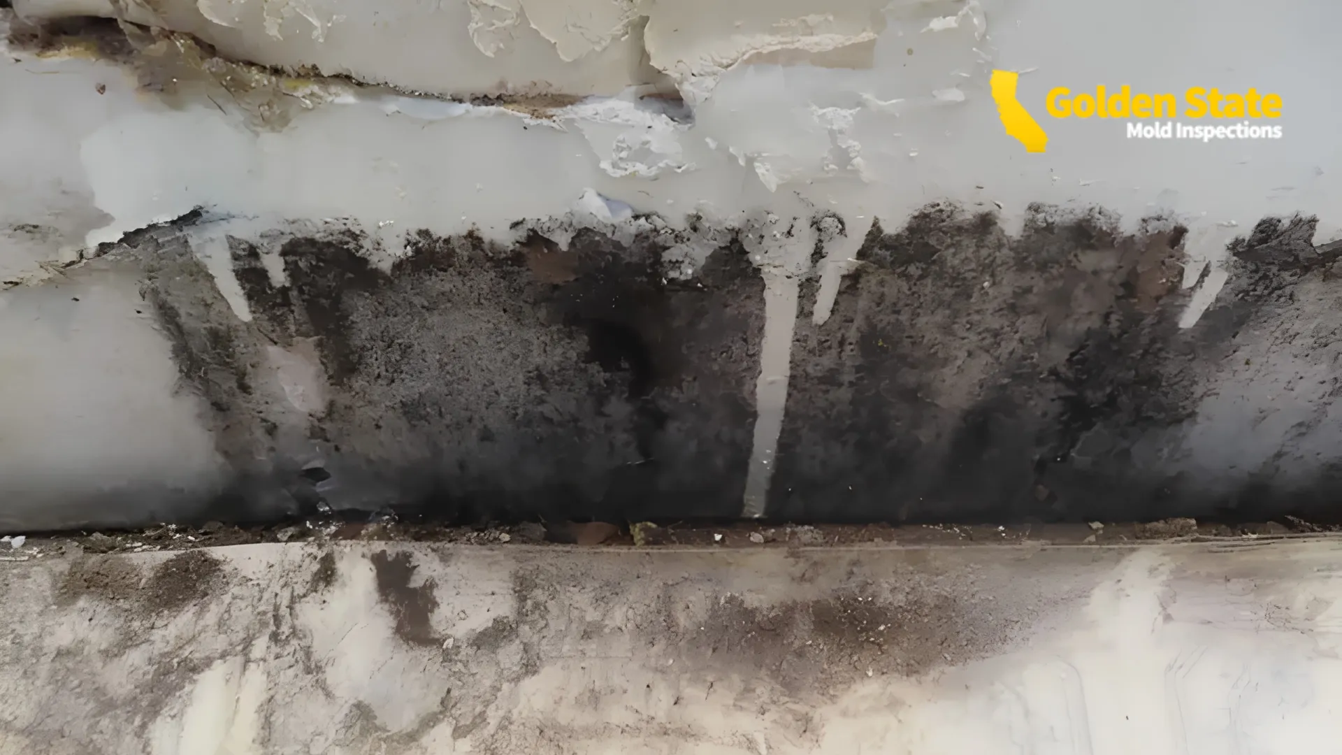 Mold Inspection in Santa Monica, CA