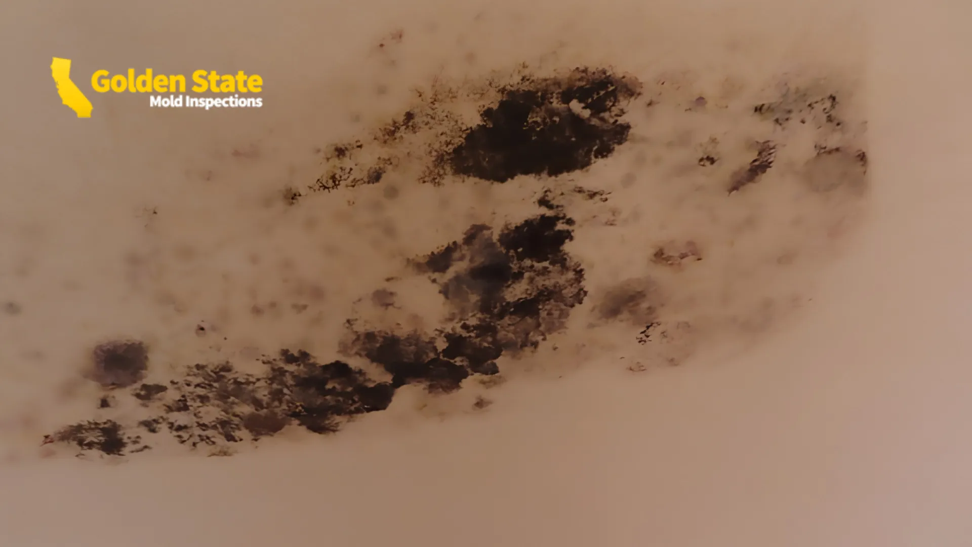 Mold Inspection in Los Alamitos, CA.