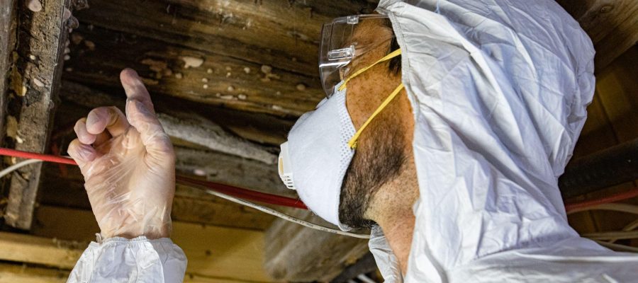 What Is the Difference Between a Mold Inspection and a Mold Test?