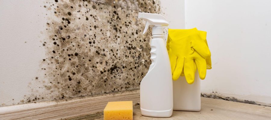 What Kills 100% of Mold